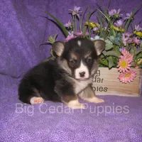 Pepper's #1  Tri Male, a male Pembroke Welsh Corgi for sale in Mount Pleasant, IA – 4 of 6