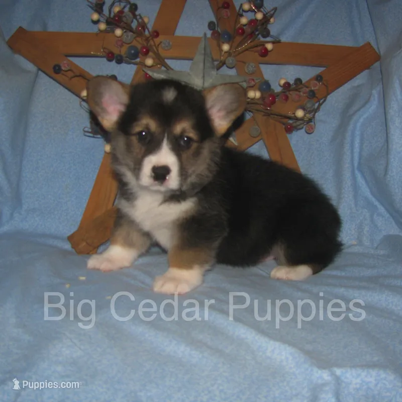 Pepper's #1  Tri Male – Pembroke Welsh Corgi puppy for sale in Mount Pleasant, IA