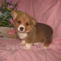 Pepper's #4  Red Female, a female Pembroke Welsh Corgi for sale in Mount Pleasant, IA – 2 of 6