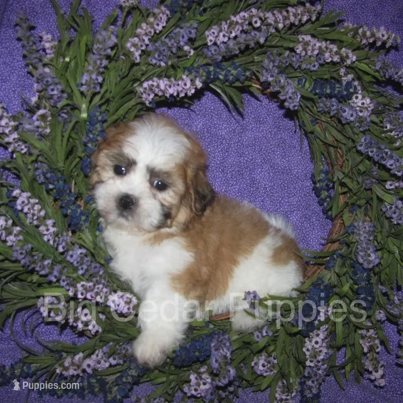 Eevee's #3  Male – Shichon puppy for sale in Mount Pleasant, IA
