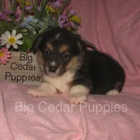 Pepper's #3  Tri Female, a female Pembroke Welsh Corgi for sale in Mount Pleasant, IA – 4 of 6