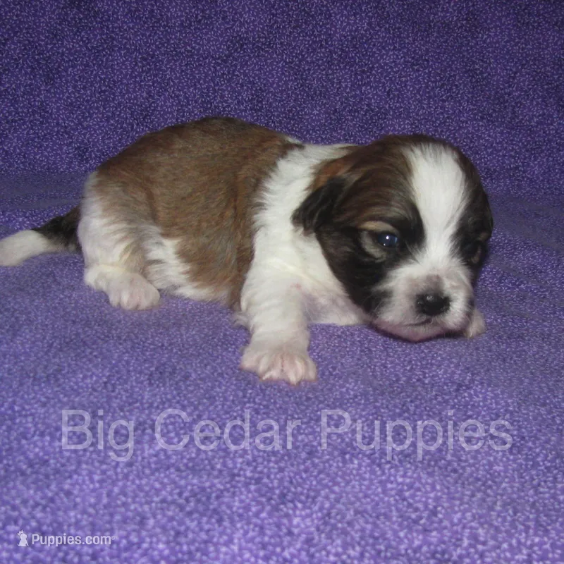 Eevee's #1  Male – Shichon puppy for sale in Mount Pleasant, IA