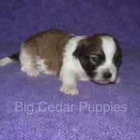 Eevee's #1  Male, a male Shichon for sale in Mount Pleasant, IA – Photo 1 of 3