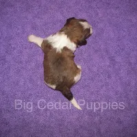 Eevee's #1  Male, a male Shichon for sale in Mount Pleasant, IA – Photo 2 of 3