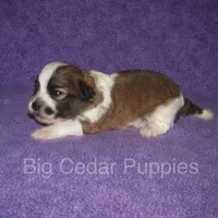 Eevee's #1  Male, a male Shichon for sale in Mount Pleasant, IA – Photo 3 of 3