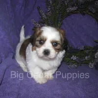 Ivy's #2 Male Teddybear, a male Shichon for sale in Mount Pleasant, IA – 3 of 5