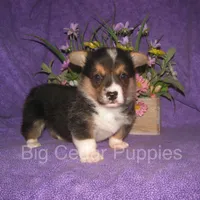 Pepper's #2  Tri Male, a male Pembroke Welsh Corgi for sale in Mount Pleasant, IA – 4 of 6