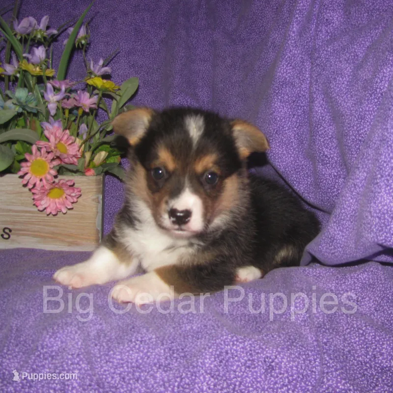 Pepper's #2  Tri Male – Pembroke Welsh Corgi puppy for sale in Mount Pleasant, IA