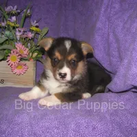 Pepper's #2  Tri Male, a male Pembroke Welsh Corgi for sale in Mount Pleasant, IA – 1 of 6