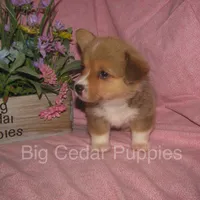 Pepper's #4  Red Female, a female Pembroke Welsh Corgi for sale in Mount Pleasant, IA – 6 of 6