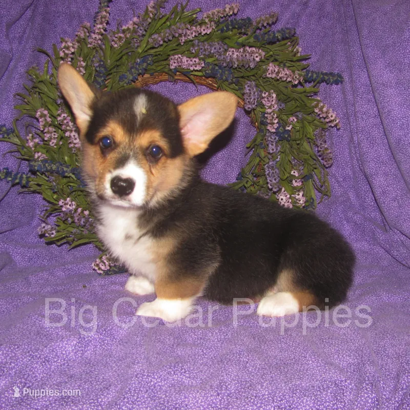Pepper's #2  Tri Male – Pembroke Welsh Corgi puppy for sale in Mount Pleasant, IA