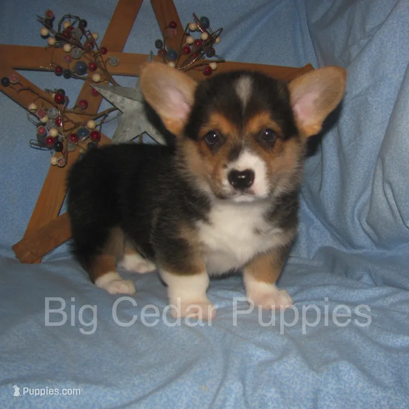 Pepper's #2  Tri Male – Pembroke Welsh Corgi puppy for sale in Mount Pleasant, IA
