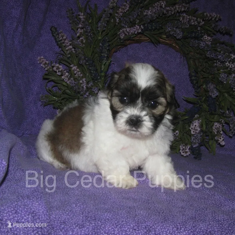 Ivy's #1 Male Teddybear – Shichon puppy for sale in Mount Pleasant, IA