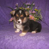 Pepper's #2  Tri Male, a male Pembroke Welsh Corgi for sale in Mount Pleasant, IA – 3 of 6
