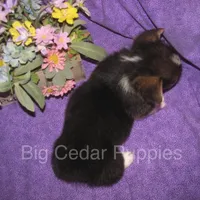 Pepper's #2  Tri Male, a male Pembroke Welsh Corgi for sale in Mount Pleasant, IA – 6 of 6