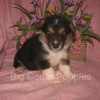 Pepper's #3  Tri Female, a female Pembroke Welsh Corgi for sale in Mount Pleasant, IA – 6 of 6