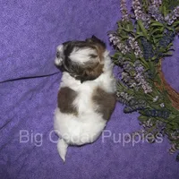 Ivy's #1 Male Teddybear, a male Shichon for sale in Mount Pleasant, IA – 4 of 4