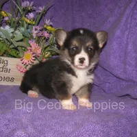 Pepper's #1  Tri Male, a male Pembroke Welsh Corgi for sale in Mount Pleasant, IA – 6 of 6
