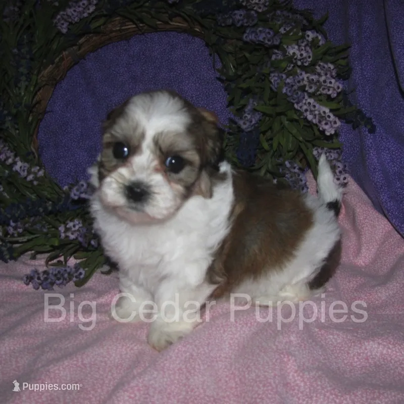 Ivy's #7  Female Teddybear – Shichon puppy for sale in Mount Pleasant, IA
