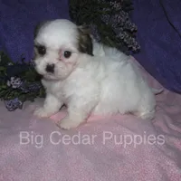 Ivy's #4  female Teddybear, a female Shichon for sale in Mount Pleasant, IA – 2 of 5