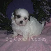 Ivy's #4  female Teddybear, a female Shichon for sale in Mount Pleasant, IA – 3 of 5