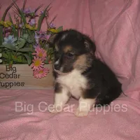 Pepper's #3  Tri Female, a female Pembroke Welsh Corgi for sale in Mount Pleasant, IA – 2 of 6