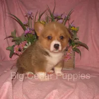 Pepper's #4  Red Female, a female Pembroke Welsh Corgi for sale in Mount Pleasant, IA – 3 of 6