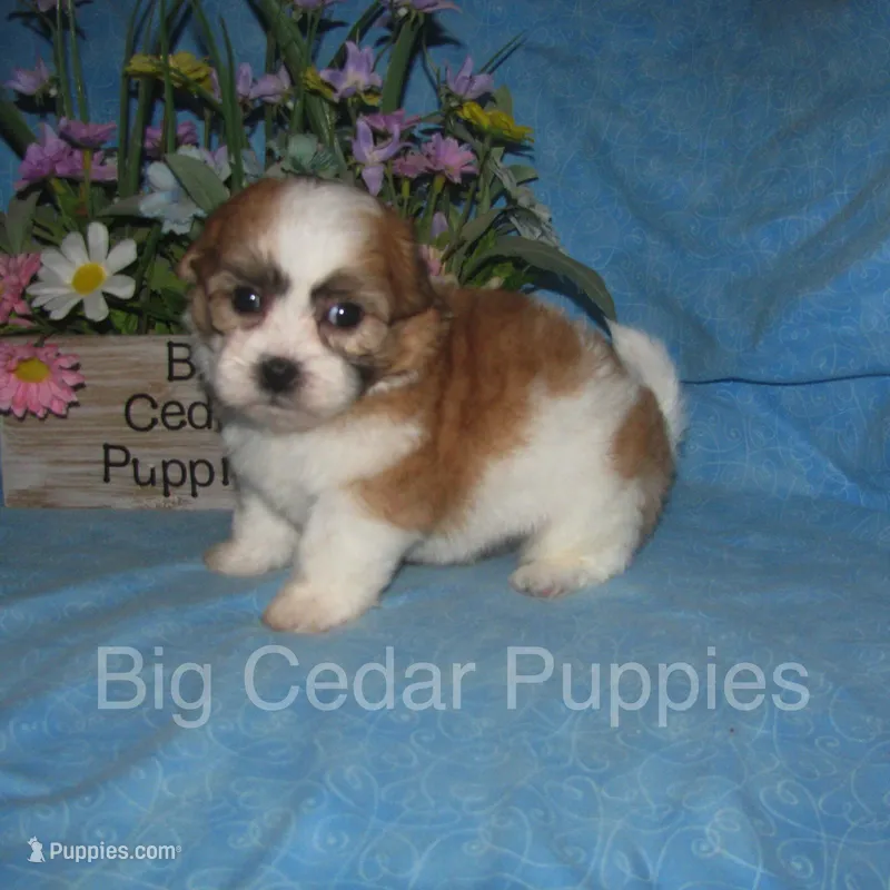 Eevee's #3  Male – Shichon puppy for sale in Mount Pleasant, IA