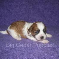 Eevee's #3  Male, a male Shichon for sale in Mount Pleasant, IA – Photo 3 of 3