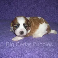 Eevee's #3  Male, a male Shichon for sale in Mount Pleasant, IA – Photo 1 of 3