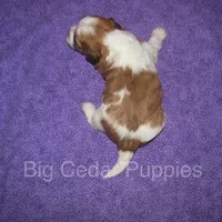 Eevee's #3  Male, a male Shichon for sale in Mount Pleasant, IA – Photo 2 of 3