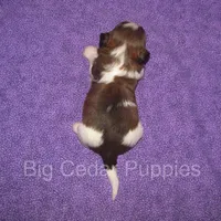 Eevee's #2  Male, a male Shichon for sale in Mount Pleasant, IA – Photo 2 of 3