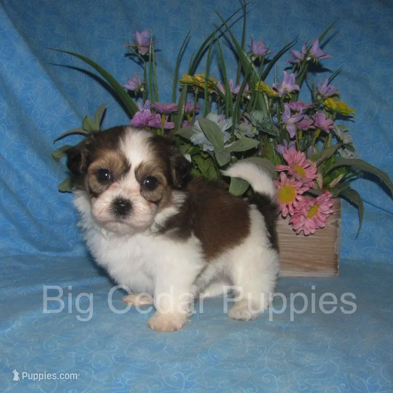 Eevee's #2  Male – Shichon puppy for sale in Mount Pleasant, IA