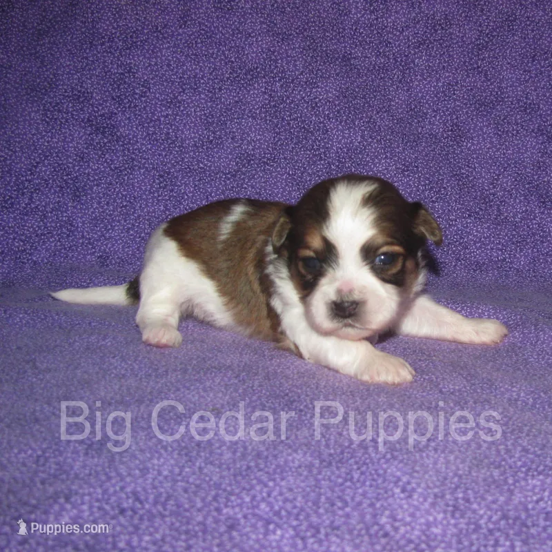 Eevee's #2  Male – Shichon puppy for sale in Mount Pleasant, IA