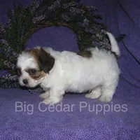Ivy's #2 Male Teddybear, a male Shichon for sale in Mount Pleasant, IA – 5 of 5