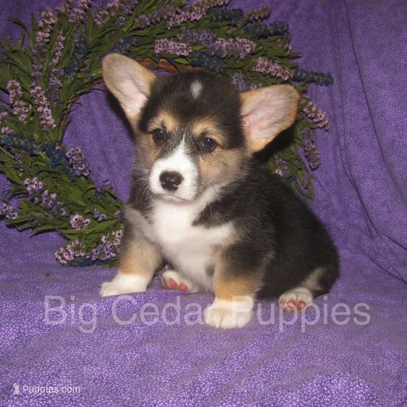 Pepper's #1  Tri Male – Pembroke Welsh Corgi puppy for sale in Mount Pleasant, IA