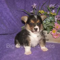Pepper's #2  Tri Male, a male Pembroke Welsh Corgi for sale in Mount Pleasant, IA – 2 of 6