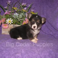 Pepper's #1  Tri Male, a male Pembroke Welsh Corgi for sale in Mount Pleasant, IA – 3 of 6
