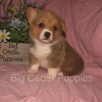 Pepper's #4  Red Female, a female Pembroke Welsh Corgi for sale in Mount Pleasant, IA – 5 of 6