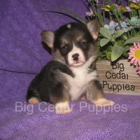 Pepper's #1  Tri Male, a male Pembroke Welsh Corgi for sale in Mount Pleasant, IA – 2 of 6
