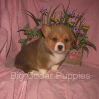 Pepper's #4  Red Female, a female Pembroke Welsh Corgi for sale in Mount Pleasant, IA – 1 of 6