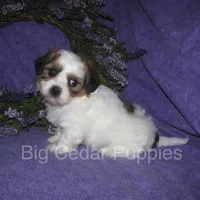 Ivy's #2 Male Teddybear, a male Shichon for sale in Mount Pleasant, IA – 2 of 5