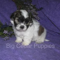 Ivy's #1 Male Teddybear, a male Shichon for sale in Mount Pleasant, IA – 2 of 4