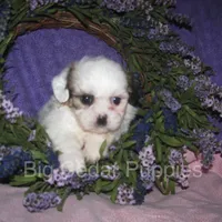 Ivy's #4  female Teddybear, a female Shichon for sale in Mount Pleasant, IA – 5 of 5