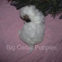 Ivy's #4  female Teddybear, a female Shichon for sale in Mount Pleasant, IA – 4 of 5