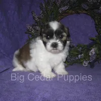 Ivy's #1 Male Teddybear, a male Shichon for sale in Mount Pleasant, IA – 3 of 4