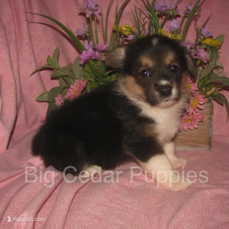 Pepper's #3  Tri Female – Pembroke Welsh Corgi puppy for sale in Mount Pleasant, IA