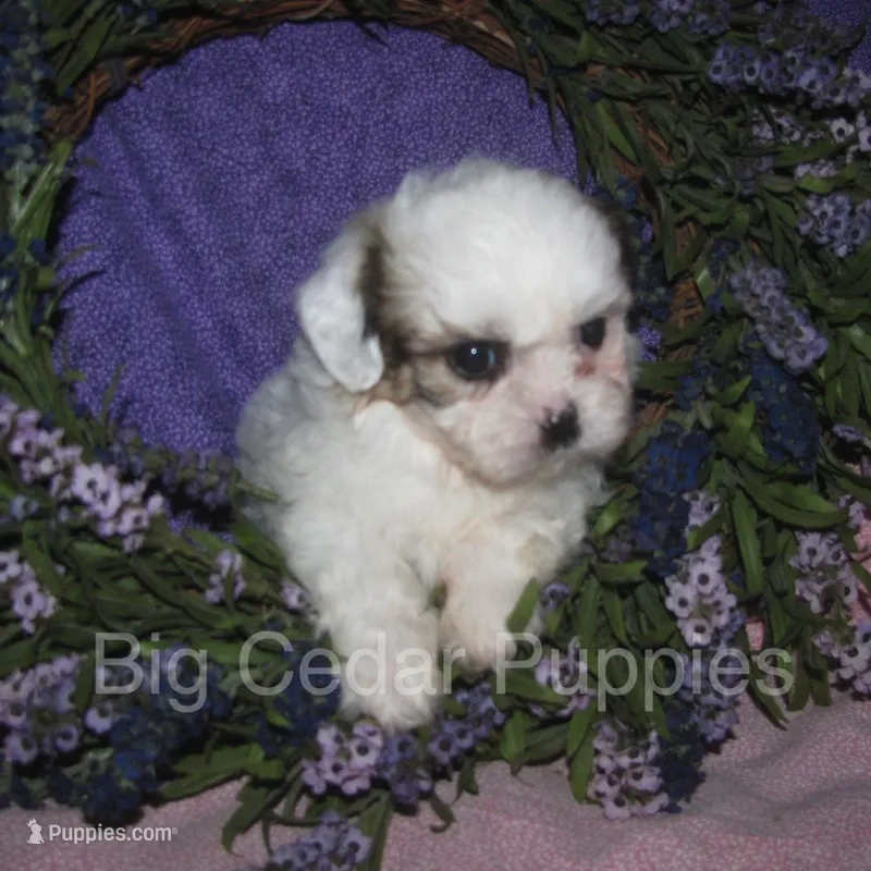 Ivy's #4  female Teddybear – Shichon puppy for sale in Mount Pleasant, IA