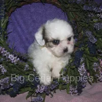 Ivy's #4  female Teddybear, a female Shichon for sale in Mount Pleasant, IA – 1 of 5