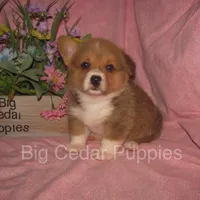 Pepper's #4  Red Female, a female Pembroke Welsh Corgi for sale in Mount Pleasant, IA – 4 of 6